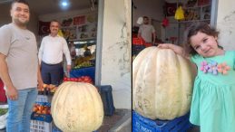 Manisalı Çiftçi Tarafından Yetiştirilen Dev Bal Kabağı Dikkat Çekiyor