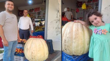 Manisalı &Ccedil;ift&ccedil;i Tarafından Yetiştirilen Dev Bal Kabağı Dikkat &Ccedil;ekiyor