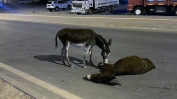 Mardin'de Y&uuml;rek Burkan Manzara! Otomobilin &Ccedil;arptığı Eşek Hayatını Kaybetti, Yavrusu Başından Ayrılmadı
