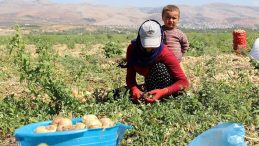 Mevsimlik tarım işçilerine kapsamlı destek! Devletin koordinesiyle şartlar iyileştiriliyor