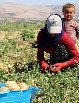Mevsimlik tarım işçilerine kapsamlı destek! Devletin koordinesiyle şartlar iyileştiriliyor