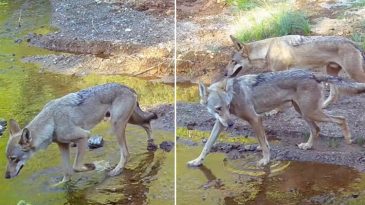 Muğla'da Fotokapana Yansıyan Nadir Bir T&uuml;r!
