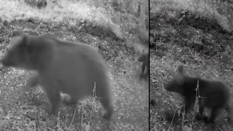 Ormanda İlerlerken 3 Yavrusuyla Fotokapana Yakalandı! Çevreyi Böyle İzledi