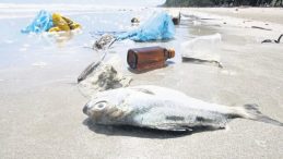 Plastik ve Deniz Çöpleriyle Mücadelede Yeni Dönem