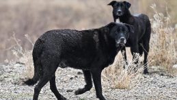 Sahipsiz köpeklerden kaçarken otomobilin çarptığı kadın hayatını kaybetti