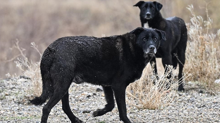 Sahipsiz köpeklerden kaçarken otomobilin çarptığı kadın hayatını kaybetti