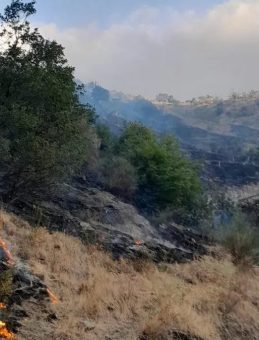 Şarköy'ün Otantik Köyü Yangın Tehlikesi Atlattı
