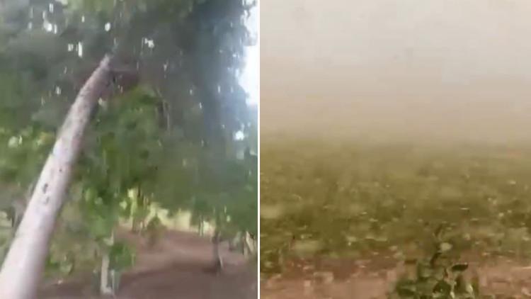 Sıcaklık rekoru kırılan kentte fırtına etkili oldu! Ağaçlar yerinden söküldü