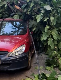 Şiddetli Rüzgar Elektrik Direğini ve İncir Ağacını İki Aracın Üzerine Devrildi