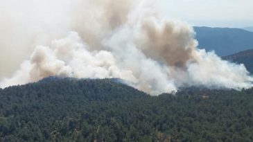 Sinop'ta Orman Yangını: Ekipler M&uuml;dahaleye Başladı