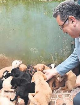 Sokak Hayvanları için Modern Barınak Kurulacak