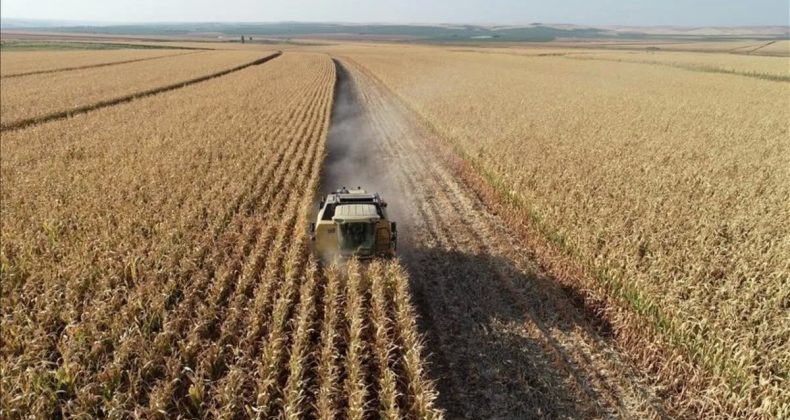 Tarım ÜFE Temmuz Ayında Aylık Yüzde 5,66 Düşüş Gösterdi