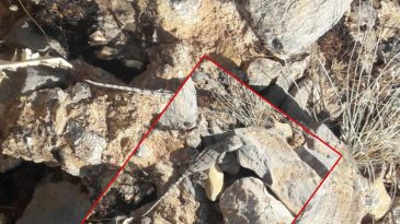 Tunceli&rsquo;nin &Ccedil;emişgezek il&ccedil;esinde g&ouml;r&uuml;ld&uuml;! Kırmızı listede yer alıyor: 'Yıllardır dağlardayım ilk kez g&ouml;rd&uuml;m'