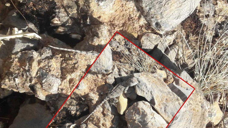 Tunceli’nin Çemişgezek ilçesinde görüldü! Kırmızı listede yer alıyor: 'Yıllardır dağlardayım ilk kez gördüm'
