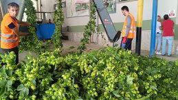 Türkiye'de Yalnızca Bu İlçede Yetişiyor: 'Yeşil Altın' Olarak Bilinen Bitkinin Hasadı Gerçekleşti