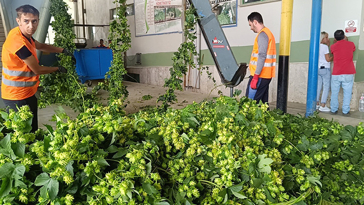 Türkiye'de Yalnızca Bu İlçede Yetişiyor: 'Yeşil Altın' Olarak Bilinen Bitkinin Hasadı Gerçekleşti