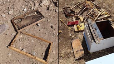 &Uuml;retici 100 Bin Lira Zarar Etti: Her Yıl Ayı Saldırısıyla Karşılaşıyoruz
