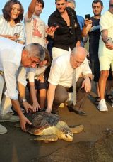 Uydu Takibiyle İzlenen Caretta Caretta "Tuba" İkinci D&uuml;nya Turuna &Ccedil;ıktı