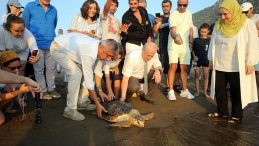 Uydu Takibiyle İzlenen Caretta Caretta "Tuba" İkinci Dünya Turuna Çıktı