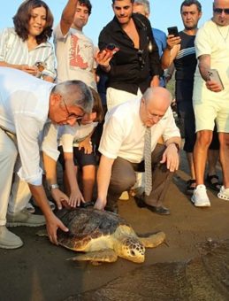 Uydu Takibiyle İzlenen Caretta Caretta "Tuba" İkinci Dünya Turuna Çıktı