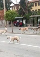 Valilik Kararıyla Sahipsiz Sokak K&ouml;pekleri Toplanacak