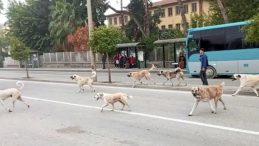Valilik Kararıyla Sahipsiz Sokak Köpekleri Toplanacak