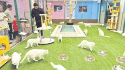 Van Kedilerine Sıcak Havada 'Klima ve Havuz' Konforu