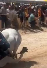 At Yarışında Feci Kaza! AK Partili Başkanın 6 Kemiği Kırıldı