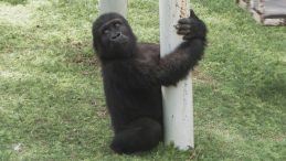 Yavru Goril 'Zeytin' Nijerya'ya Yolculuğa Çıkıyor!