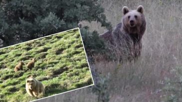 Yaylada iki farklı noktada g&ouml;r&uuml;ld&uuml;: Boyutuyla dikkat &ccedil;ekti! 'Gelir vurur arabayı devirir'