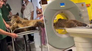 'Okan' isimli 300 kiloluk ayıya MR &ccedil;ekildi! 'Fazla yediği meyveden karnını &uuml;ş&uuml;tm&uuml;ş'