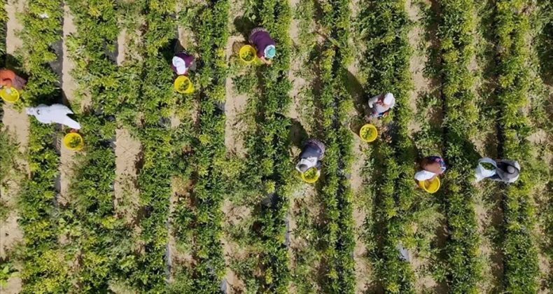 Bakan Yumaklı duyurdu: Çiftçilere bugün 476,7 milyon TL destek ödemesi gerçekleştirilecek