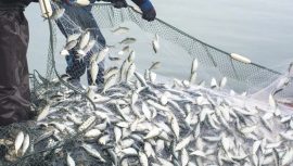 Balık Tüketiminin Grip Üzerindeki Faydaları