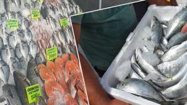 Bolluk Yaşanıyor! 'Ege Denizi'nde G&ouml;rmezdik' Dedi ve Duyurdu: T&uuml;rkiye'nin Y&uuml;k&uuml;n&uuml; &Ccedil;ekiyor