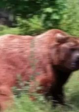 Bolu'da Şok Eden Olay: İmamı Vurdu 'Ayı Sandım' Dedi!