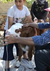 Buzağının Hayatını Kurtaran O Dokunuş! "Bebek Gibi Baktık"