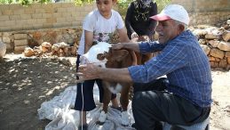 Buzağının Hayatını Kurtaran O Dokunuş! "Bebek Gibi Baktık"
