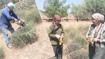 İmece Y&ouml;ntemiyle &Uuml;retilen Lavanta, Market Fiyatının Yarısına Satılıyor!
