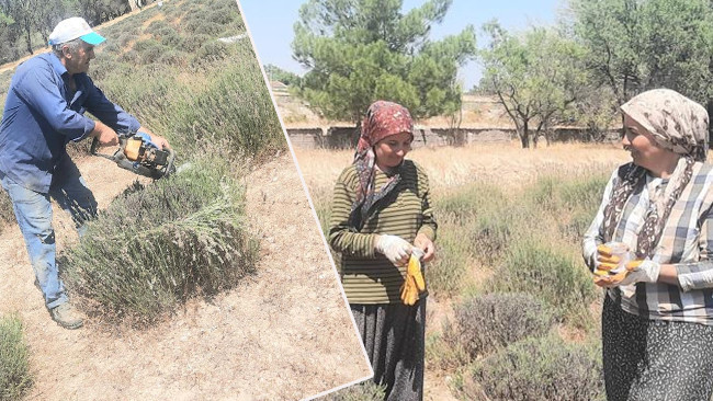 İmece Yöntemiyle Üretilen Lavanta, Market Fiyatının Yarısına Satılıyor!