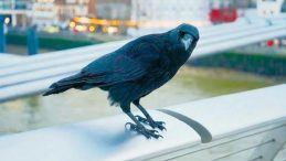 Kargalar Nefretlerini Birbirine Aktarabiliyor