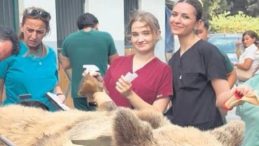 Meyveyi Aşırı Tüketen Ayı 'Okan'a MR Uygulandı
