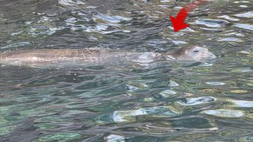 Muğla'nın Fethiye il&ccedil;esinde nesli t&uuml;kenme tehlikesi altındaki Akdeniz fokunu g&ouml;r&uuml;nt&uuml;lendi!