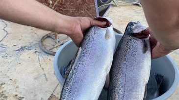 &Ouml;zel&rsquo;in &lsquo;f&uuml;ze ka&ccedil;ırıyor&rsquo; dediği Sinop&rsquo;ta balık rekoru