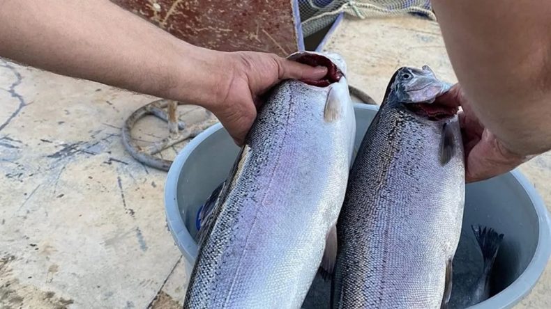 Özel’in ‘füze kaçırıyor’ dediği Sinop’ta balık rekoru