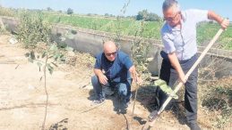 Yangınlarda kaybedilen her ağaç için 10 fidan dikiyor