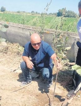 Yangınlarda kaybedilen her ağaç için 10 fidan dikiyor