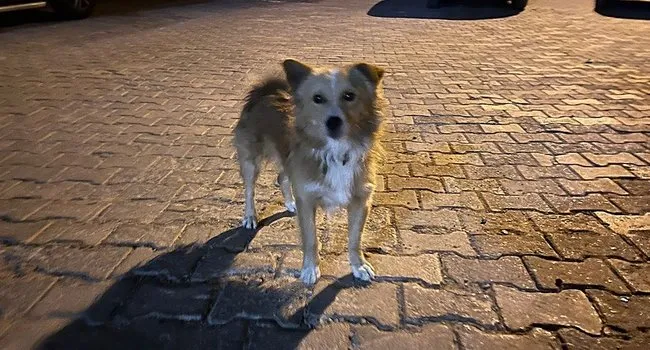 Yaşlı kadının bulunduğu yer