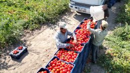 Yaz Dönemi Sona Erdi, 'Kışlık Konserve' Hazırlıkları Başladı… Tarlada Domatesin Kilogram Fiyatı Ne Kadar?
