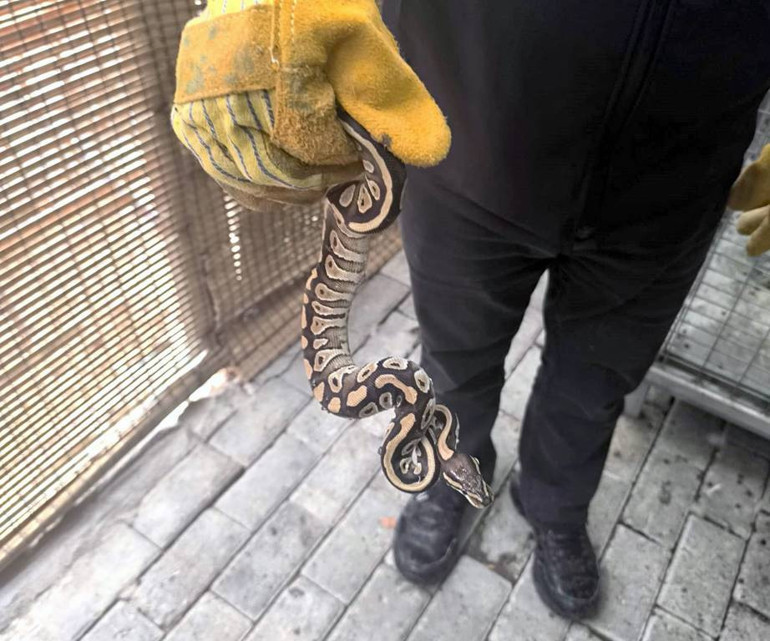 Pitona el konulması