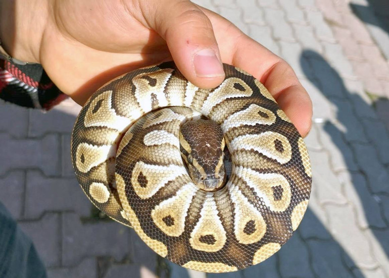 Yavru piton yılanı